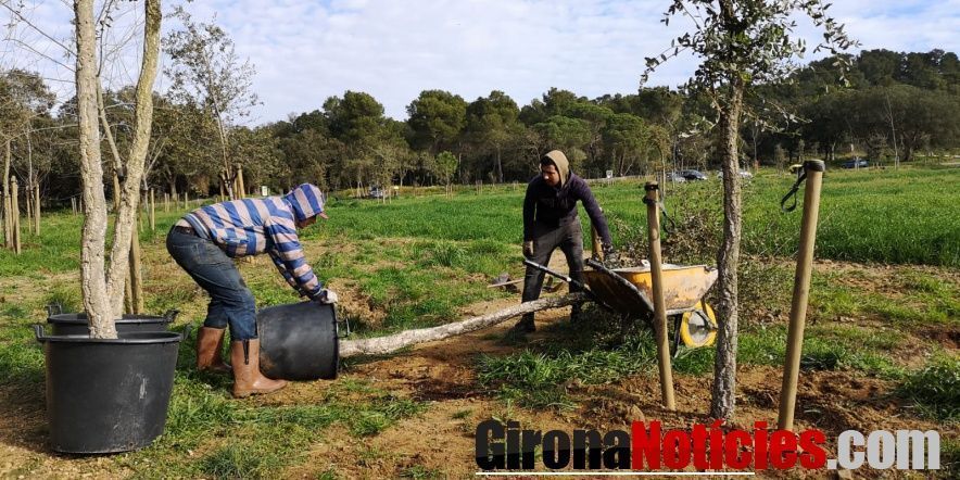 Diversos operaris realitzant les tasques de reposició d'arbres a Castell