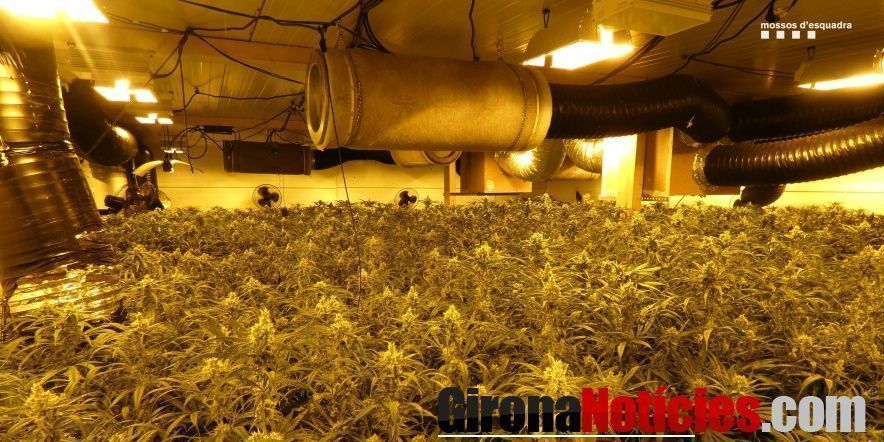 Plantes de marihuana a Vila-sacra 