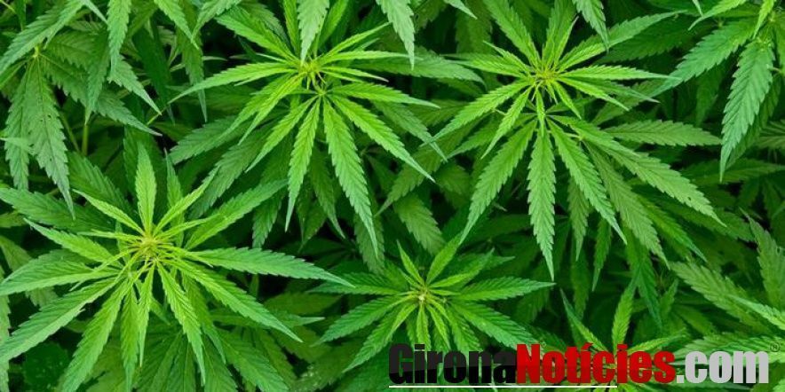 Plantes de marihuana 