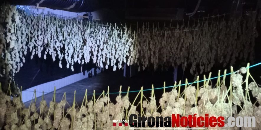 Mossos d'Esquadra 