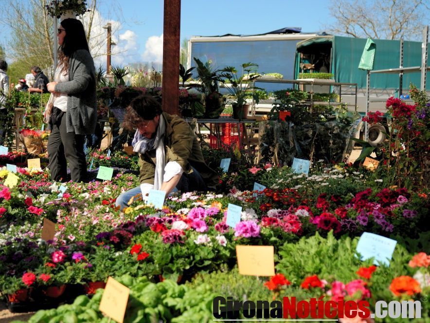Fira Flor i Planter Salt 