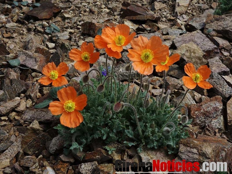 “Cascall petit” (Papaver alpinum), de Pep Monterde 