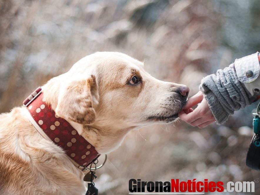 Perro 