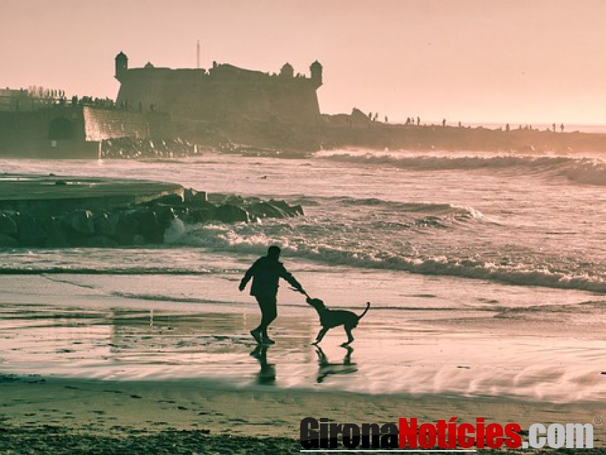 Perro playa 