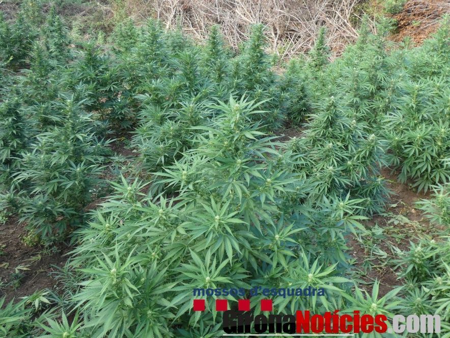 Plantació a Terrades 