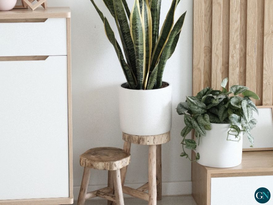 Decoración 