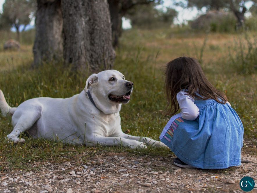 adiestrador de perros 