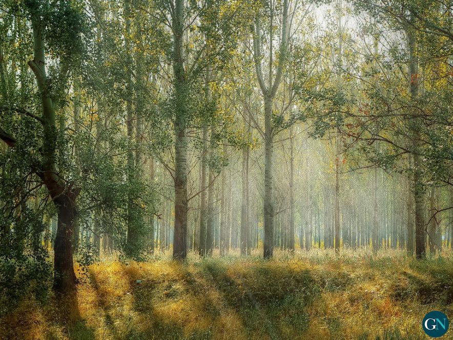 Gestor forestal en Sevilla 