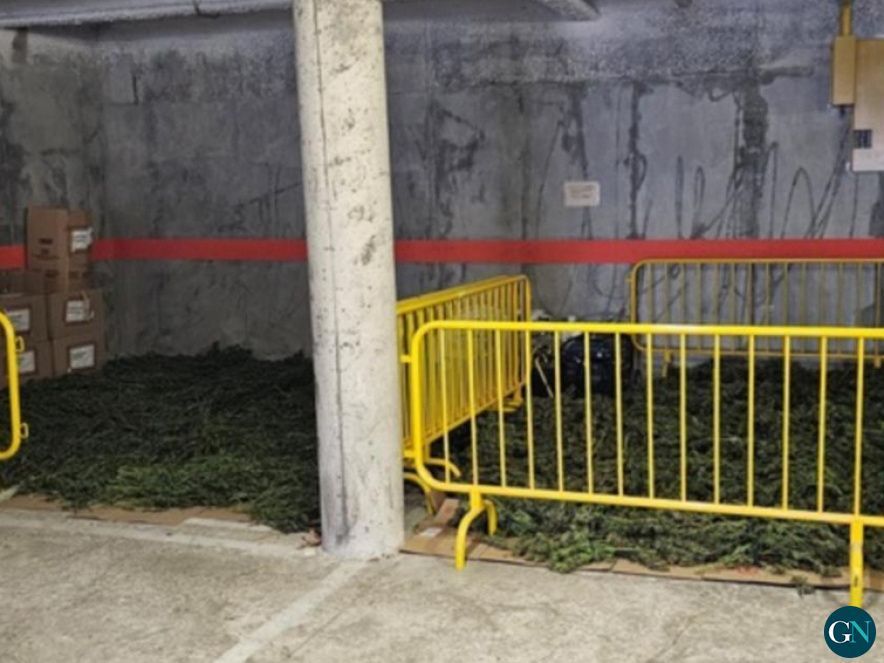 Acumulació de marihuana 