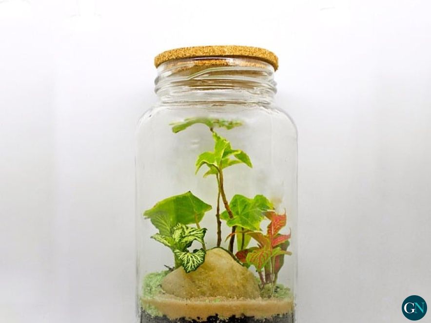 Terrario 