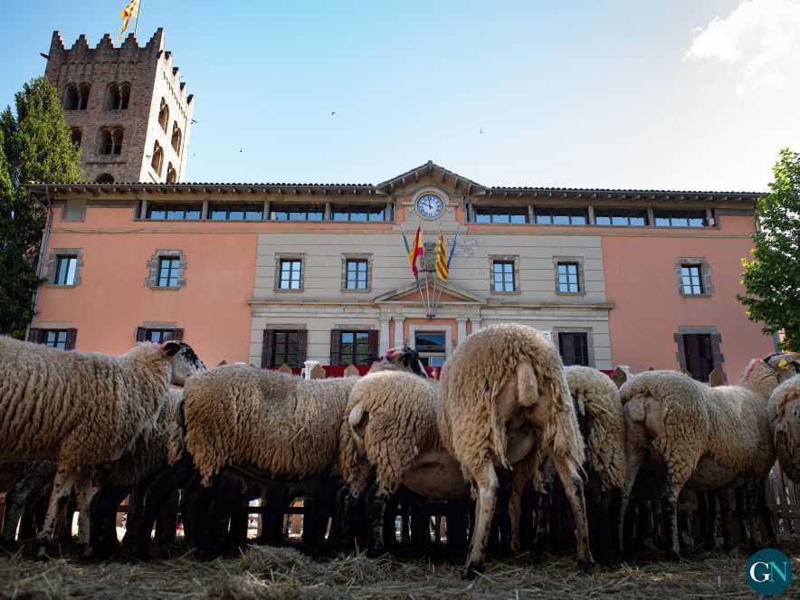 57a Festa Nacional de la Llana i Casament a Pagès -  © Glòria Sánchez / GN 