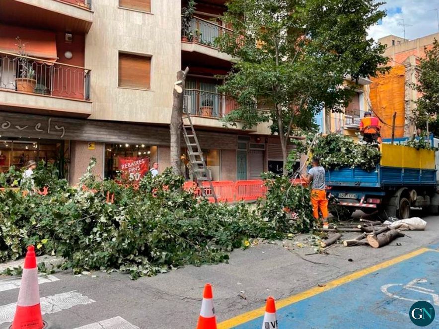 Tala d'arbres 