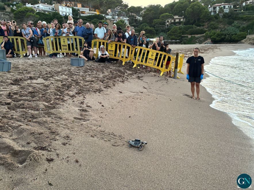 Alliberament de tortugues marines a Begur 