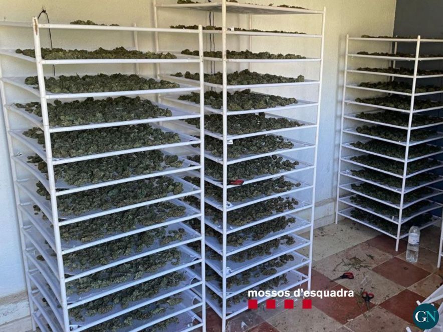Marihuana estanteries 