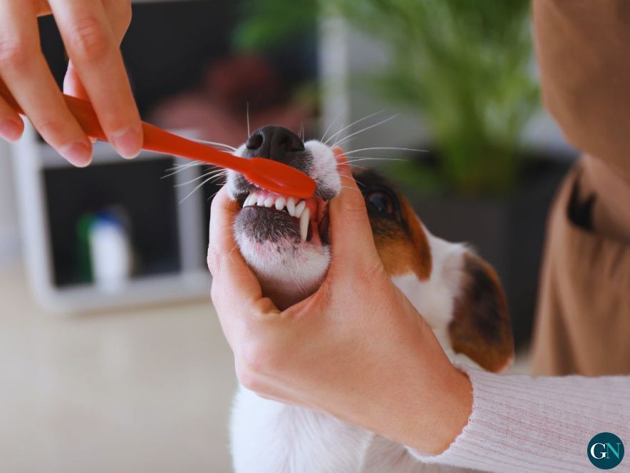 alt - 