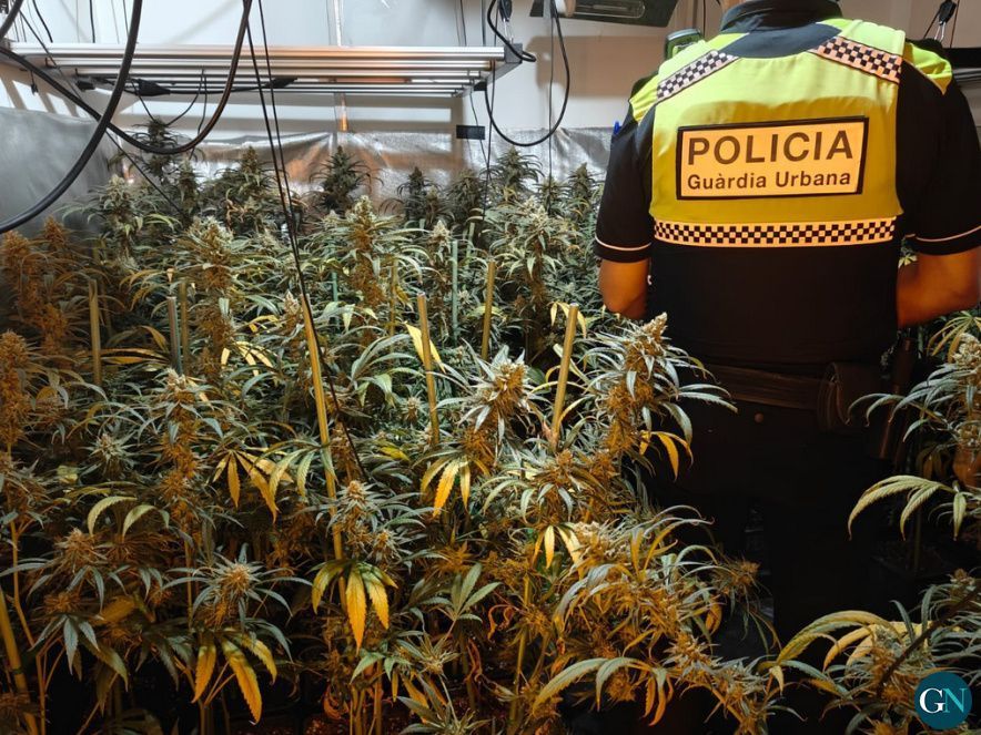 Guardia Urbana platació de Marihuana a Figueres