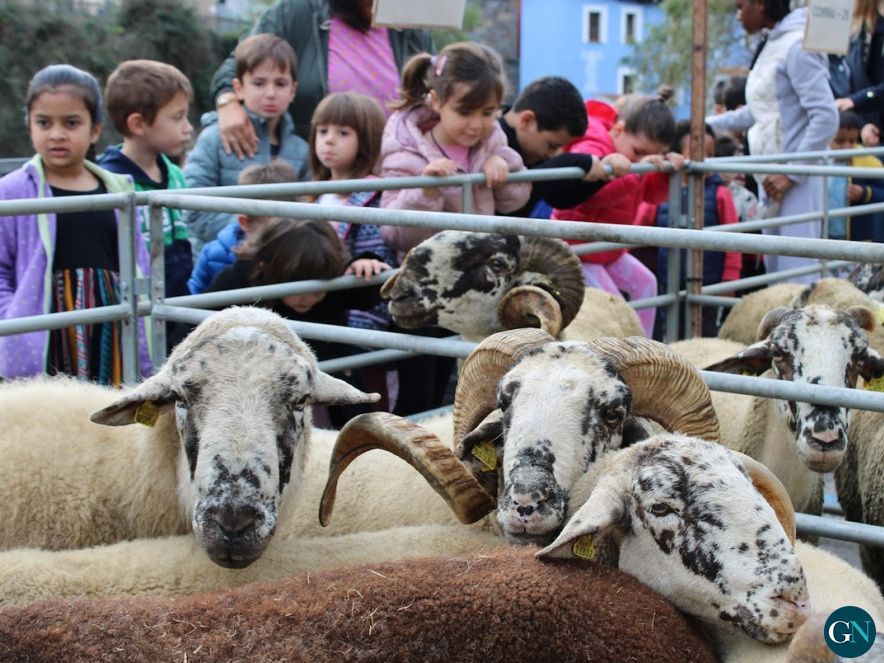 Fira de Santa Teresa i Catalana de l’Ovella 2024 / Aj.Ripoll