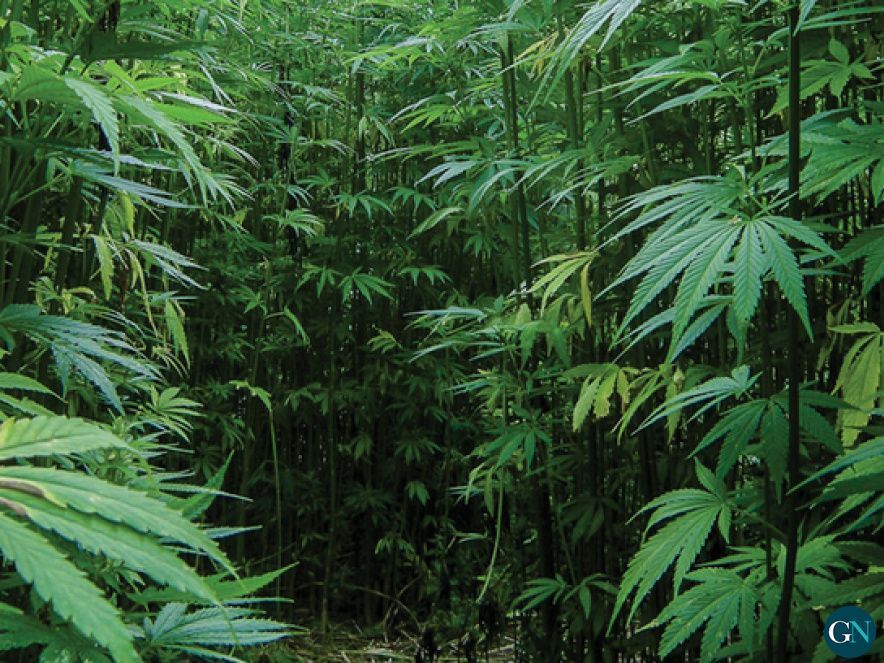 Plantació de marihuana 