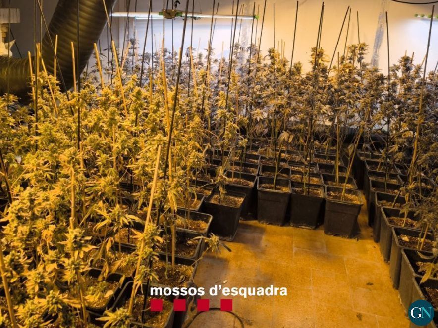 Mossos