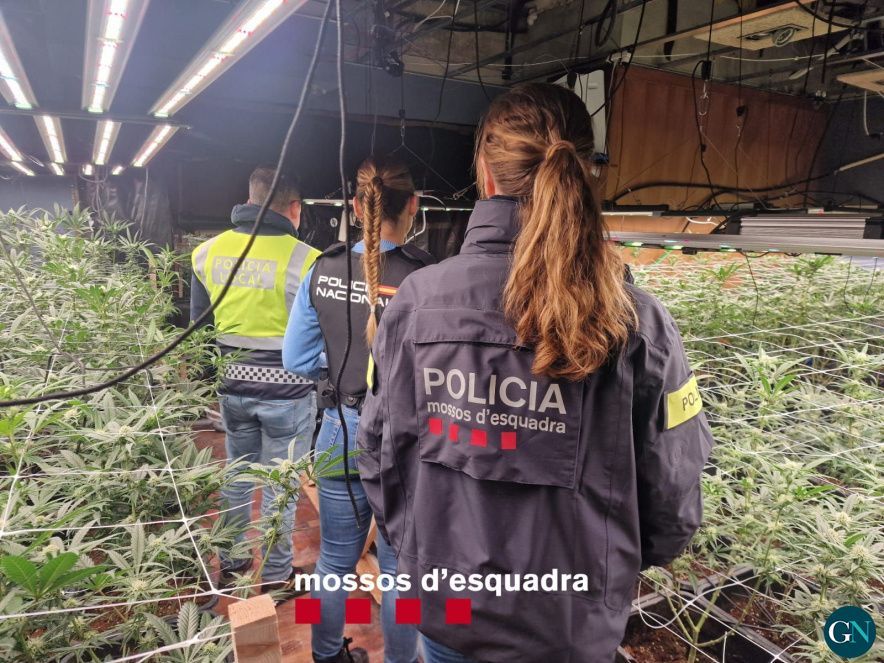 Plantació de marihuana a Castell- Platja d’Aro 