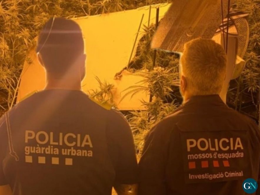 Plantació de marihuana en un pis del centre de Figueres / Mossos d'Esquadra  