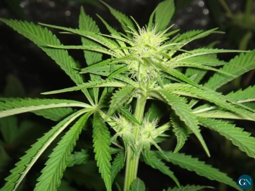 Plantes marihuana 