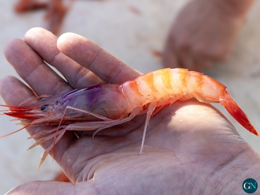 Gamba vermella a Palamós 