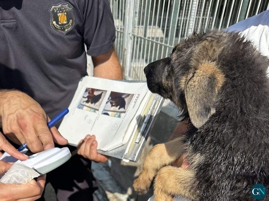 Mossos d'Esquadra  