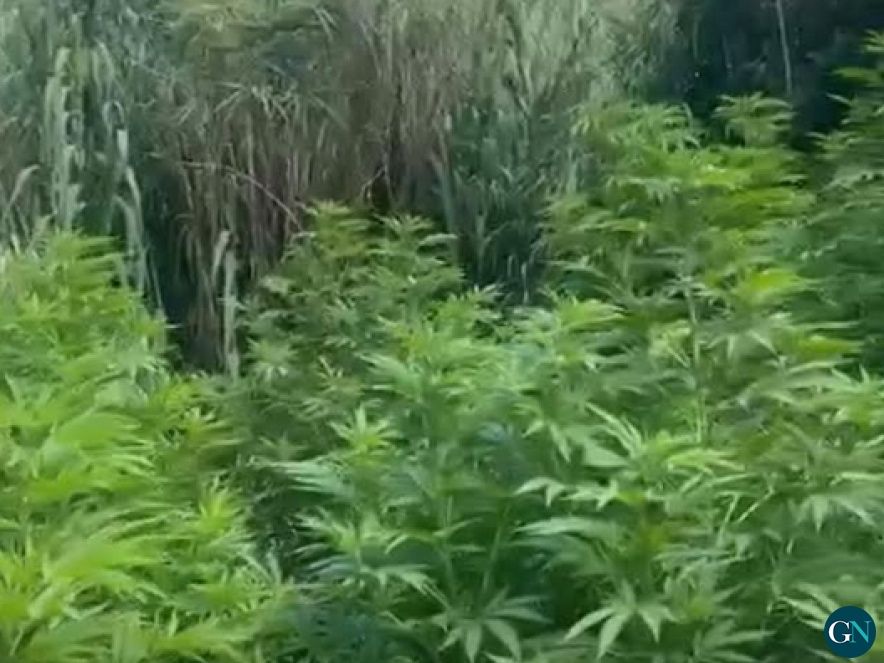 Plantes de marihuana a Terrades 