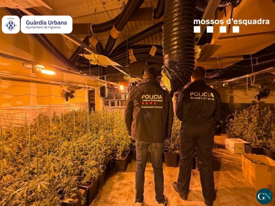 Plantes de marihuana a Figueres  