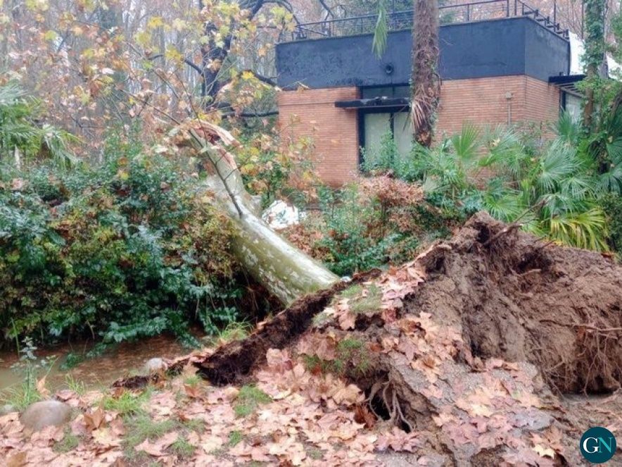 Arbre caigut a la Devesa 