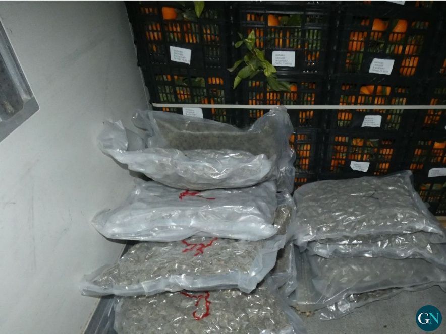 Marihuana amagats en un camió de verdures 