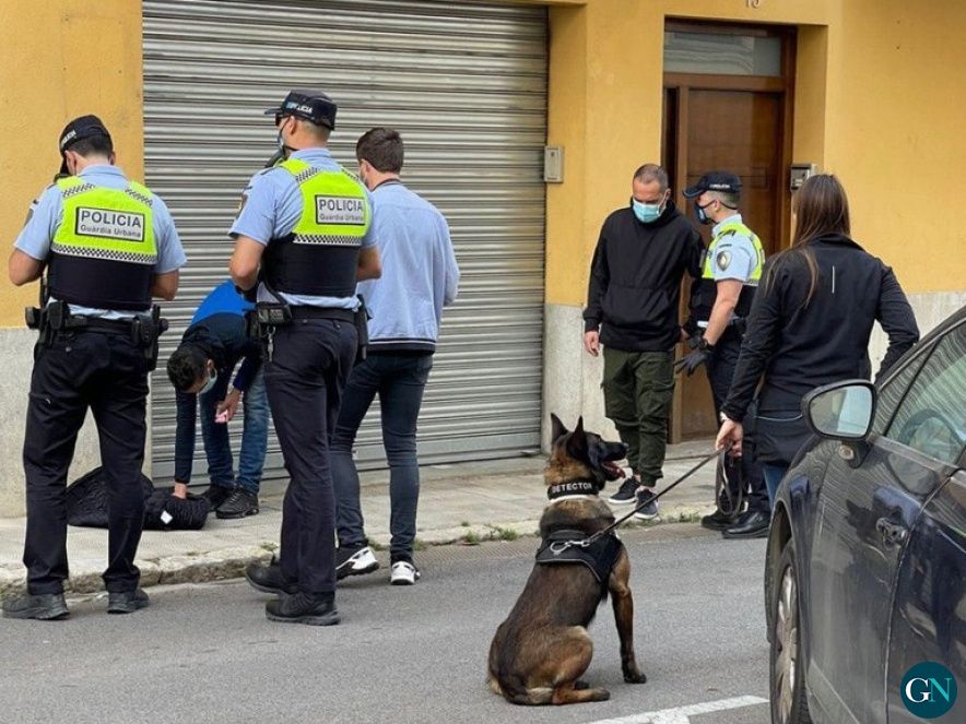 Gossos detectors de drogues de la Guàrdia Urbana 