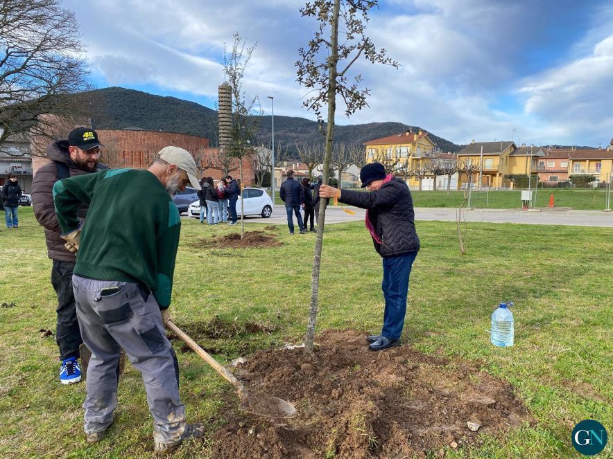 Onze famílies de la Canya apadrinen un arbre municipal 