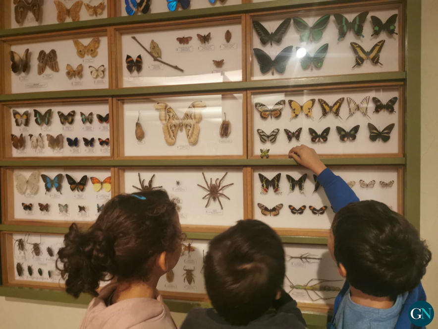 alt - Museu Darer 
