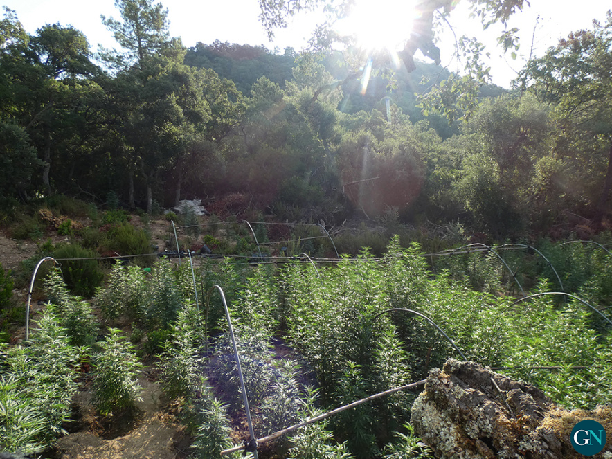 Plantació amb més de 1.000 plantes de marihuana a Darnius / GN 