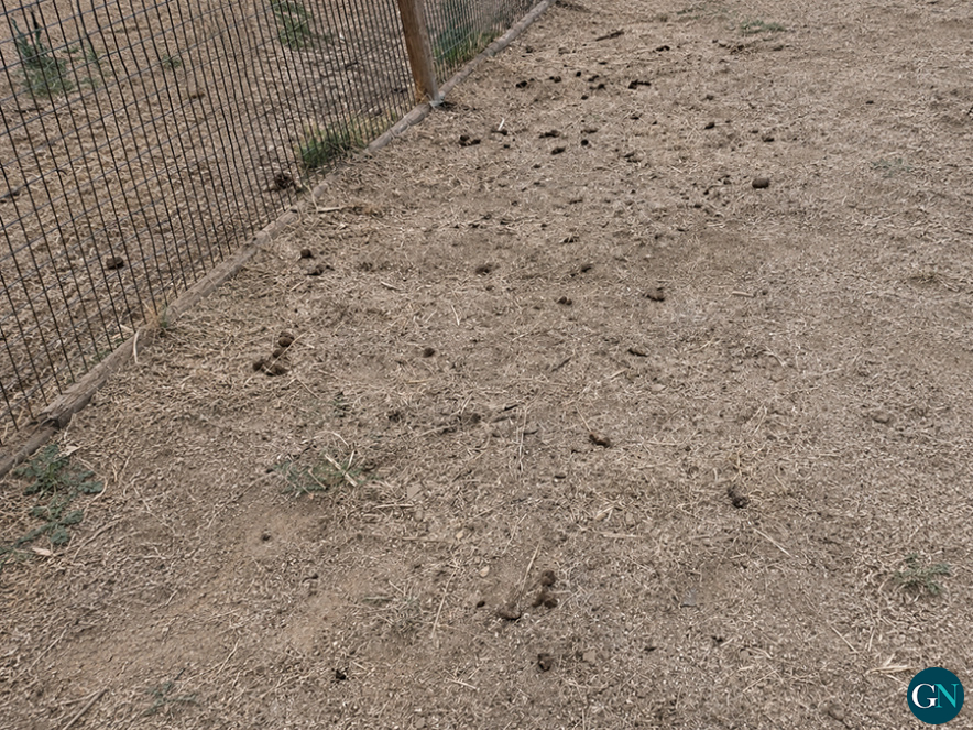 alt - Espai caní de Llançà / GN  
