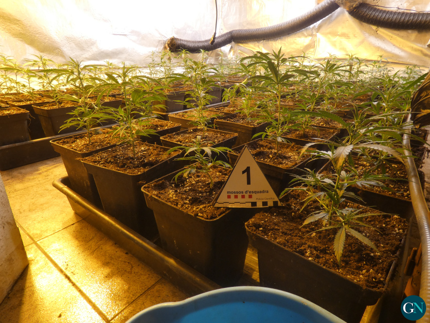 alt - Mossos d’Esquadra  / GN 