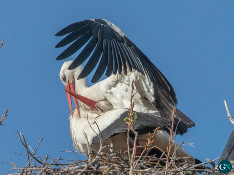 alt - 