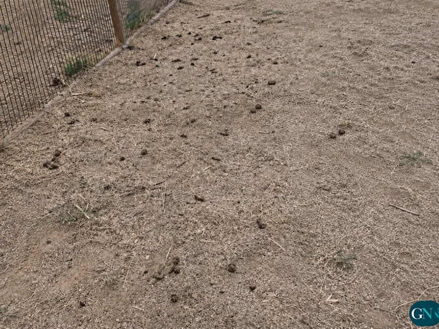 alt - Cagades a l'espai / GN 